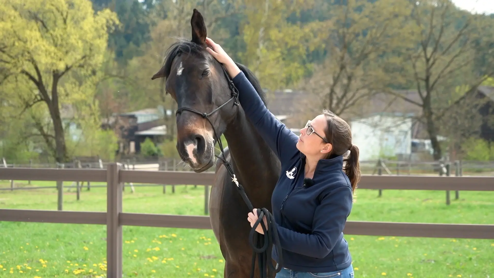 Head shy horse causes, symptoms and solutions ClipMyHorse.TV Magazine